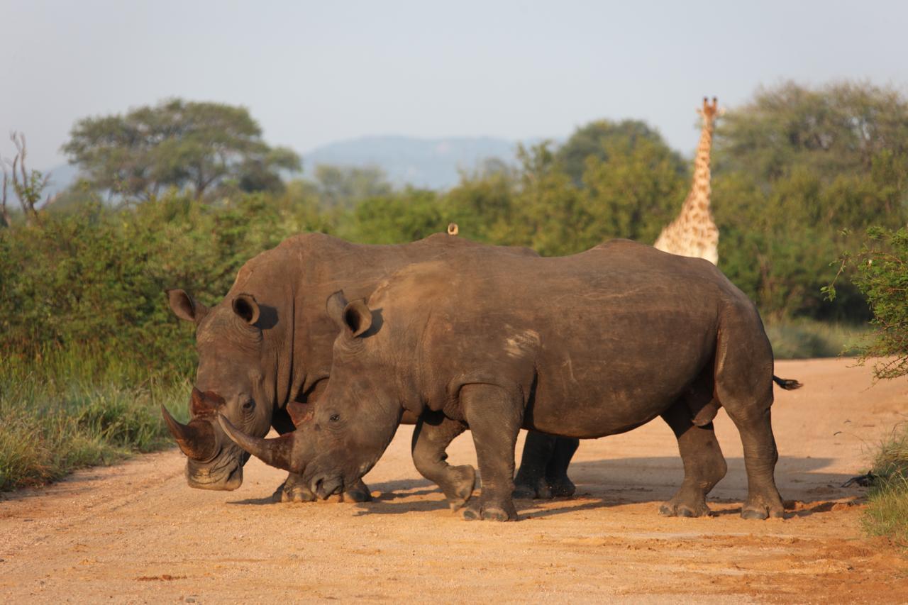 Rhino Ridge Safari Lodge KwaNompondo Exteriör bild