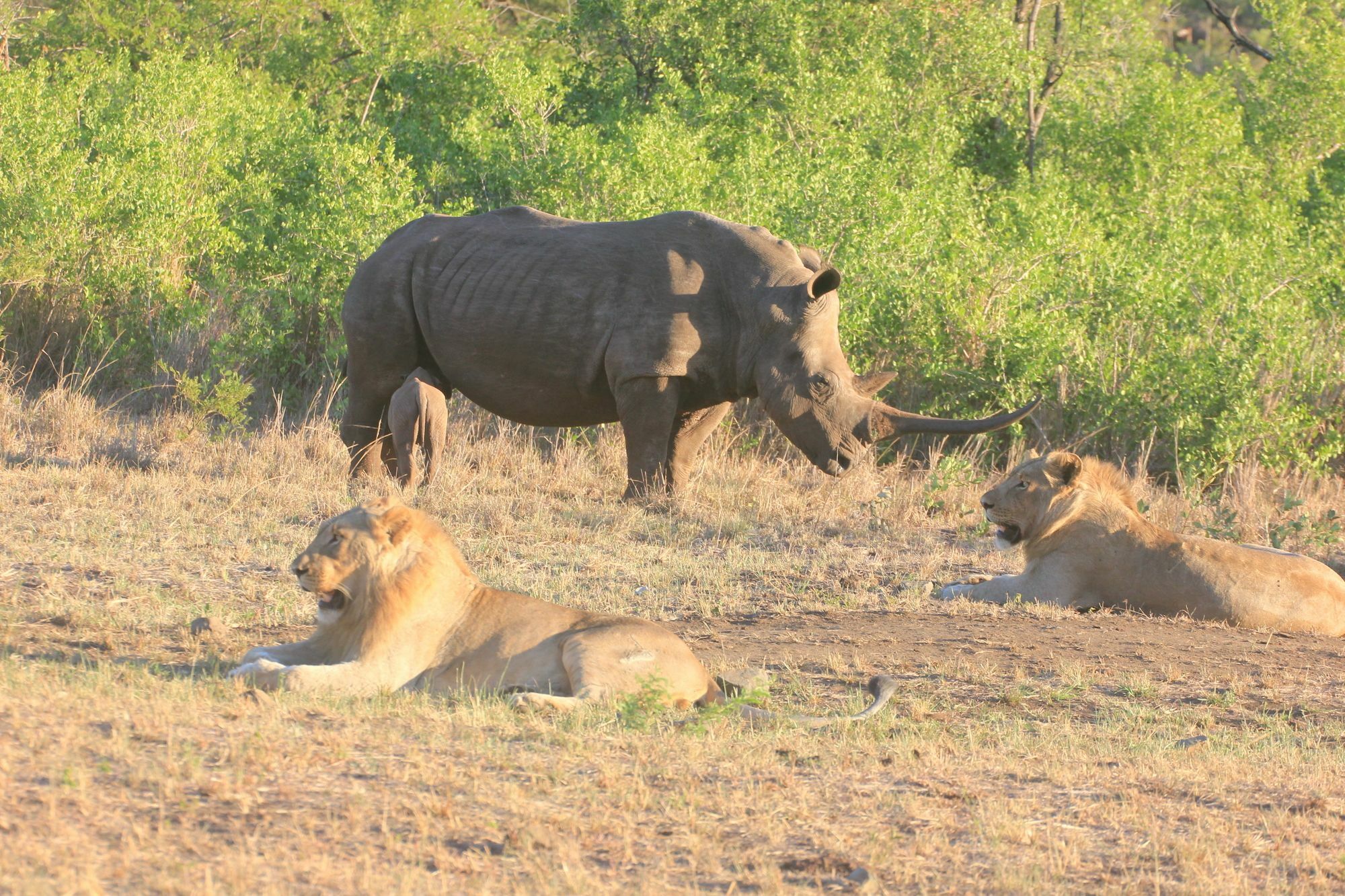 Rhino Ridge Safari Lodge KwaNompondo Exteriör bild